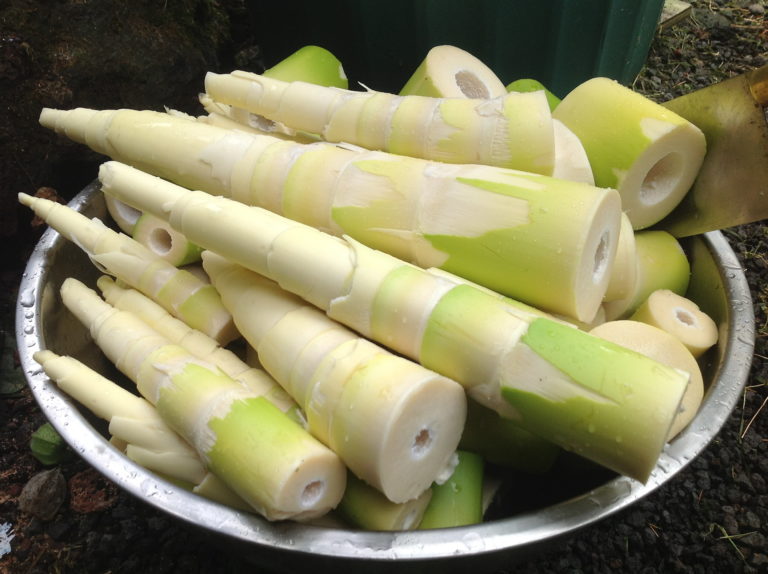 Bamboo Shoots In Sesame Oil at Bradley Achenbach blog